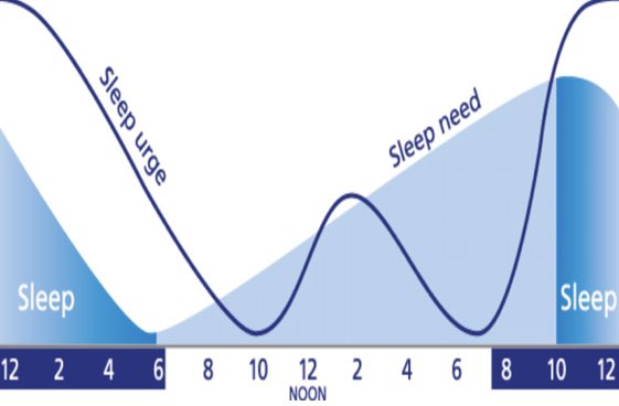 How sleepy we feel, and how much we *need* to sleep don’t always match upThe simplest example of this is the post-lunch sleepiness many of us feelEven if we don’t sleep, we usually feel *less* tired a few hours later when we’ve been awake longerWeird, huh?