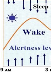Let’s assume (!) you’ve had a good night’s sleepYou’ve woken up bright and breezyYour sleep pressure is LOW Your circadian clock is in WAKE mode, but doesn’t really need to do very much to help you because you’re not tired, so the alerting signal is relatively weak