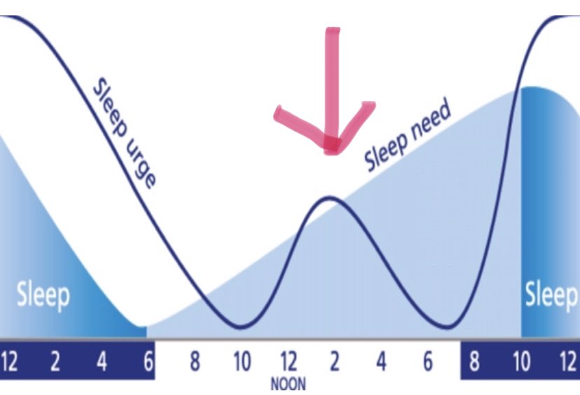 Just after lunchtime though, we meet a quirk: the alerting signal doesn’t quite keep pace with the steadily increasing sleep pressureThis means in the tug-of-war between sleep pressure and circadian drive, sleep pressure is winning ... and you feel more tired