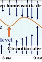 By late afternoon though, the Circadian Drive is back on it, and starts to  alerting signal strength, all the way to bedtime, countering the (by now) quite strong effect of Sleep PressureSo, you can often feel much more awake in the evening, even if you’ve felt tired earlier