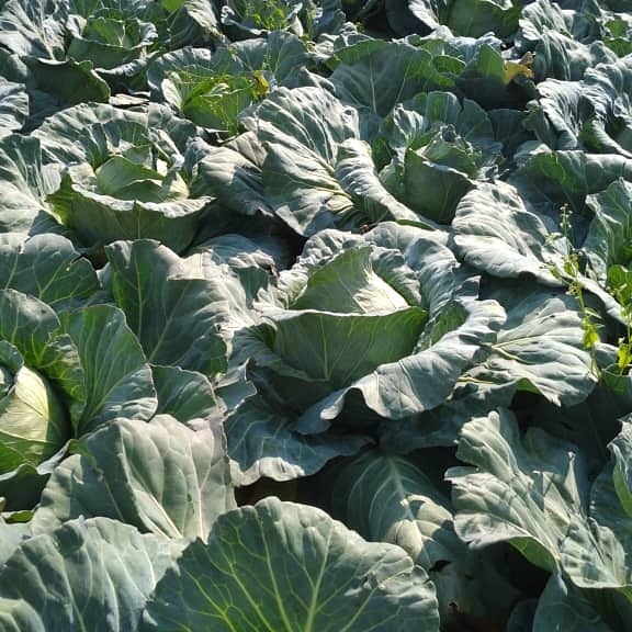 Dr @amerix  says we take some cabbage juice and eat cabbage vegetables. Lets learn something on cabbages.
cabbages do well in well drained, sandy loam soils with high organic matter, with a PH range of 6.5 to 7.0.

#MasculinitySaturday #agribusinessTalk254 #KOTLoyalsOnly