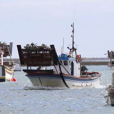 AgriculturAnd's tweet photo. ⚓️ @AndaluciaJunta pide al Ministerio que defienda a la flota andaluza ⛵️ ante la competencia desleal de la chirla italiana

#Andalucia rechaza 🚫 la posible ampliación del permiso de la #UE 🇪🇺 a #Italia para capturar ejemplares de menor tamaño 🤏🏻

👉🏻https://t.co/r9J3NEEZpH https://t.co/sQdm1ZOwZQ