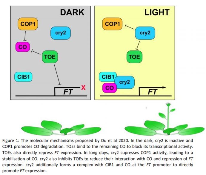 plantae_org's tweet photo. Plant Physiology NEWS & VIEWS: Cryptochromes Go Toe to Toe with TOEs Too #FloweringTime #Photoreceptors #Cryptochrome #TOE1 #TOE #PlantBiology #PlantSci @scotanist https://t.co/GyTuz2mQRR https://t.co/6Hh7QR2Vfi