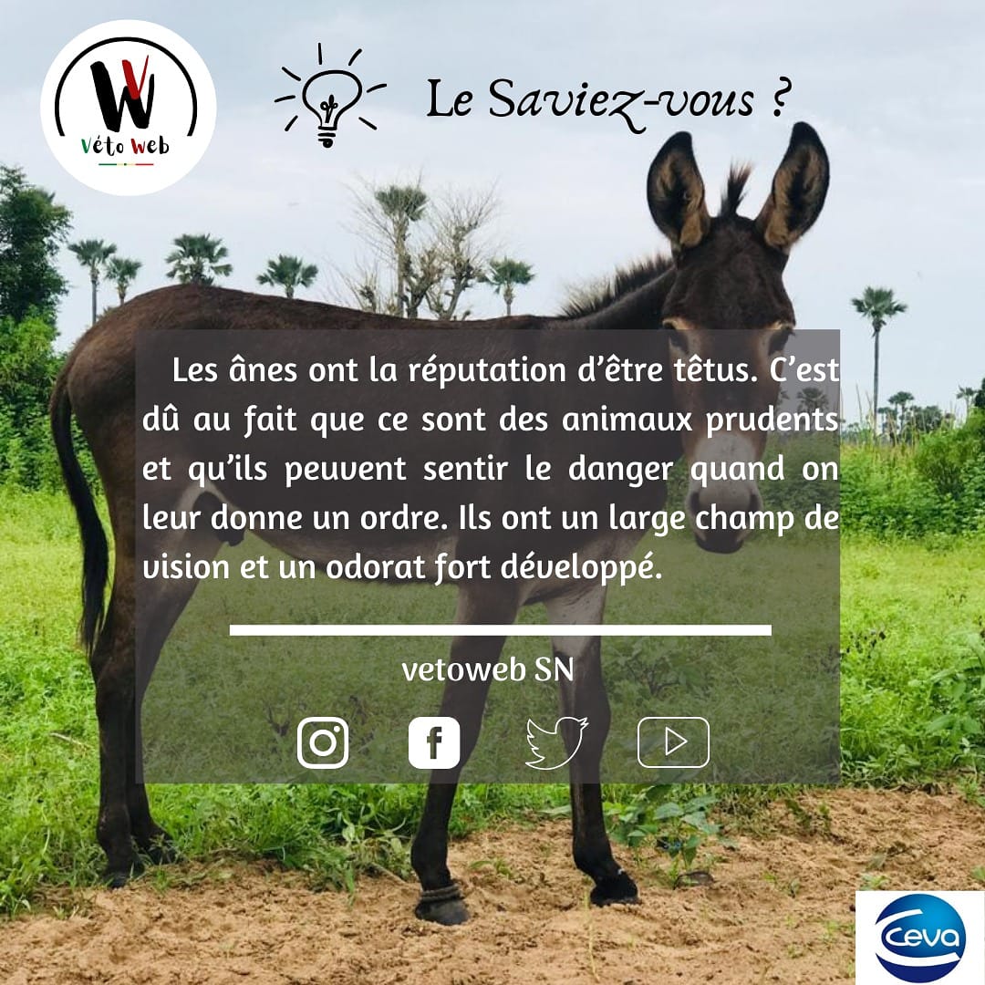 Veto Web Senegal On Twitter Bon Weekend Https T Co Uiwbm0y8ud Twitter