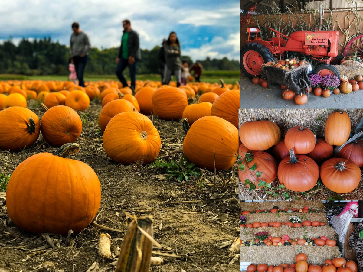 VisitYorksWolds's tweet photo. Looking for the perfect Pumpkin?
Have fun with the family at @pumpkinpatch, pick your own pumpkin directly from the field or buy from the huge farm display and Pumpkin shop.. #LocallyYours #bealocaltourist #halloween #familyfun #halfterm 

Details: https://t.co/Nt3D4cH7vX https://t.co/z3JnxI18MP