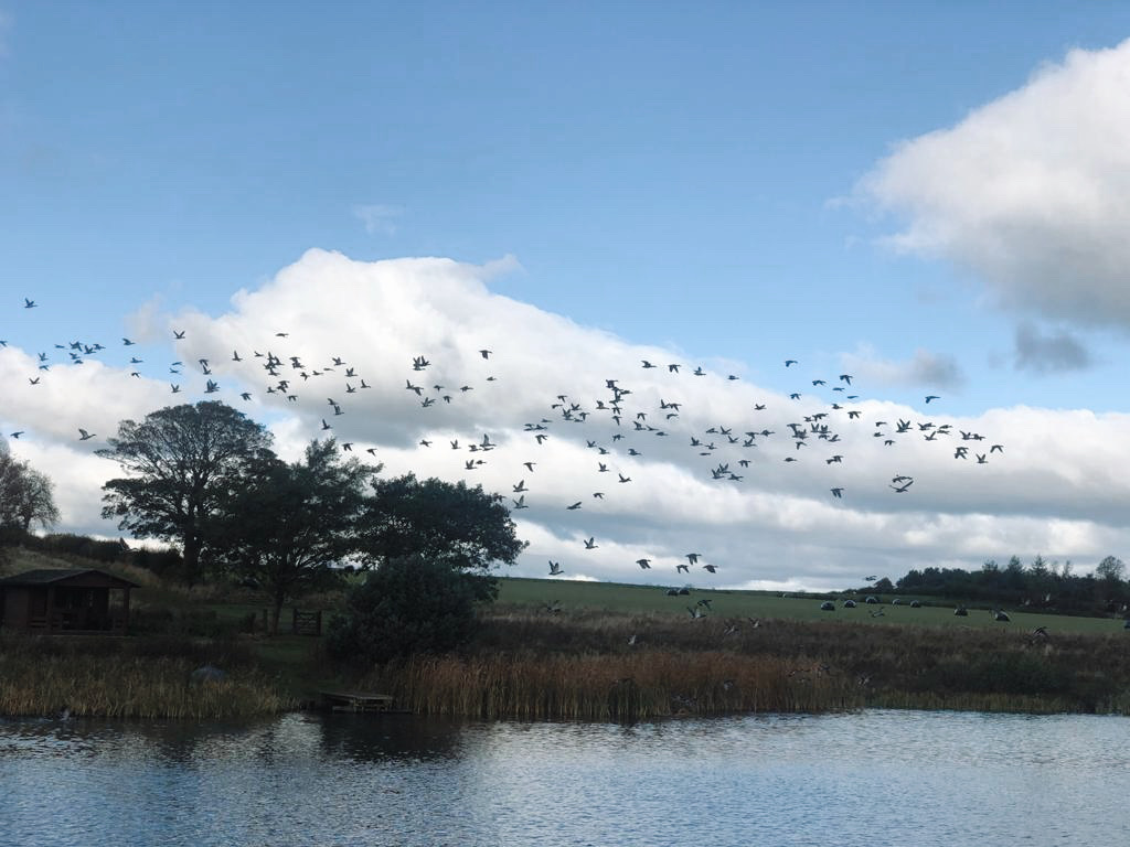 TeassesEstate's tweet photo. Stopping off for a break ☕️

•

#estatelife #ducks #teassesestate #lochan #scotland #visitscotland #wintercoming https://t.co/89s50VP6Sb