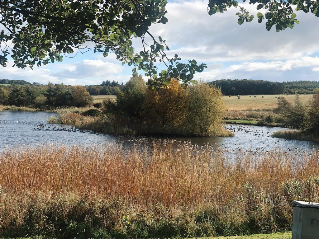 TeassesEstate's tweet photo. Stopping off for a break ☕️

•

#estatelife #ducks #teassesestate #lochan #scotland #visitscotland #wintercoming https://t.co/89s50VP6Sb