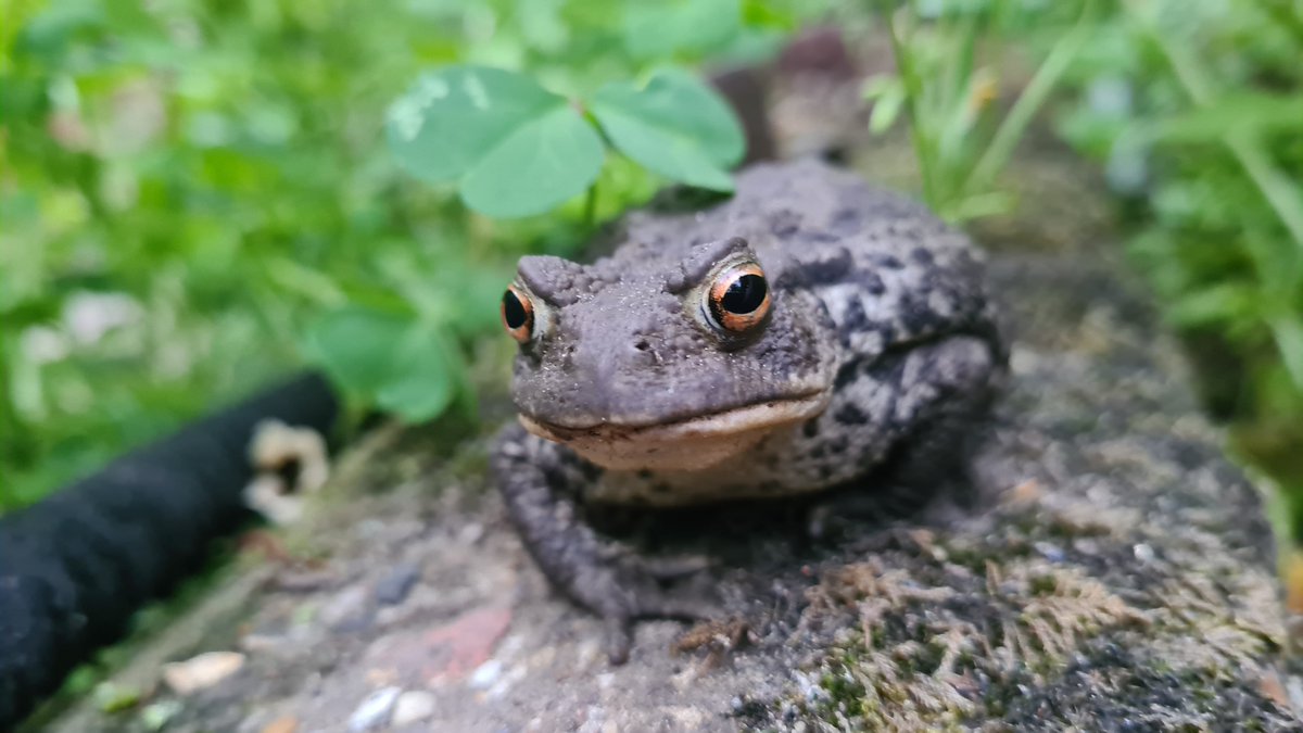 froglifers's tweet image. Read about Froglife's London T.O.A.D Project's cow pond restoration in Epping Forest: bit.ly/3jZf9Q0 @hortweek #HortWeek #LondonTOAD National Lottery Heritage Fund @HeritageFundUK @HeritageFundL_S