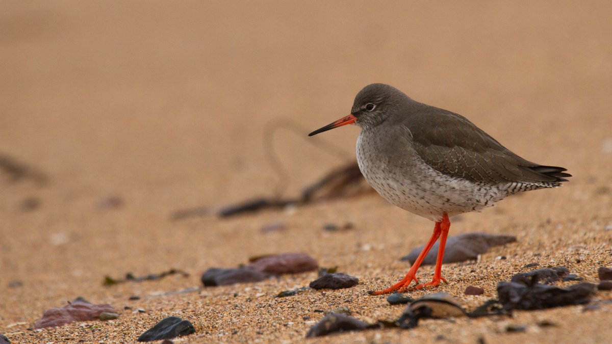SeabirdCentre's tweet photo. This is the ideal time of year to watch our wintering #shorebirds.
Find out more about what you might see &amp; where to spot them in our latest #BirdwatchingGuide we've also included lots of fun activities to keep the kids engaged too😀👇
https://t.co/hdRJbFnBNy
📷© Michal Wolowik https://t.co/KGi6L5BZnJ