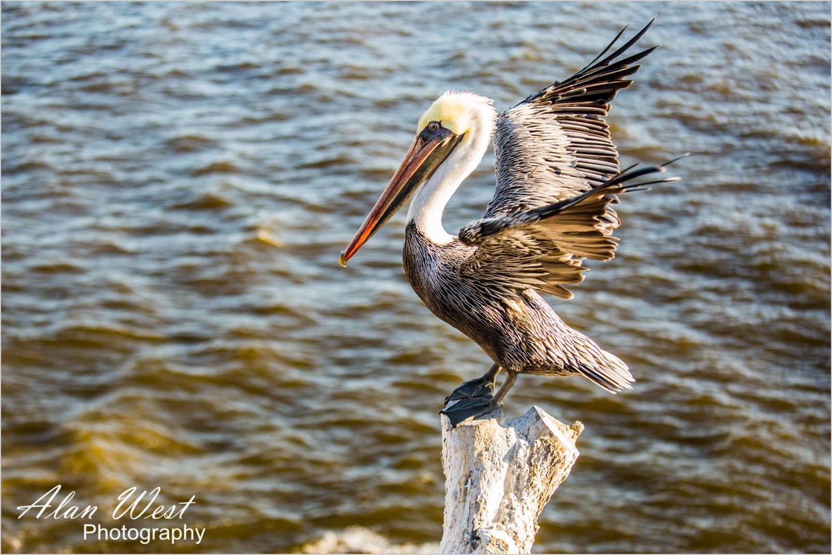 AlanStevenWest's tweet photo. Another California Brown Pelican. Taken on the coast at Pismo Beach, California,

© Alan West Photography

#photography #wildlifephotography #wildlife #birdphotography #birds #pelican #pelicans #california https://t.co/6WR4TYe8wX