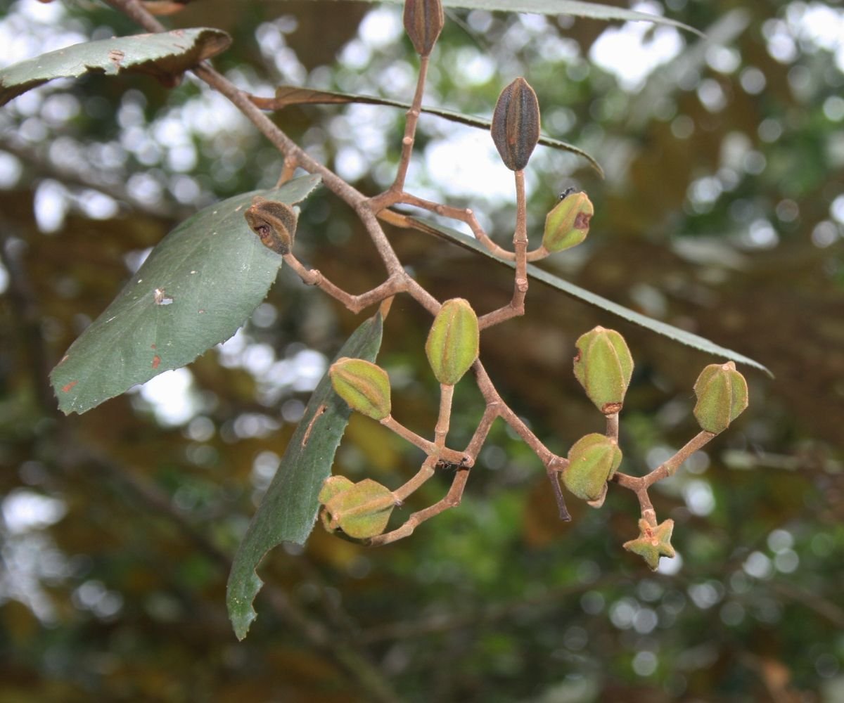 arbolespe's tweet photo. #Guacimo blanco (Luehea sp) F Malvaceae
Arbol con tricomas estrellados. Hojas elípticas oblongas, margen dentado, flores solitarias brácteas caducas, flores 5-meras; sépalos libres. Fruto en cápsula loculicida leñosa, dehiscencia apical semillas numerosas, aladas en un lado https://t.co/YwlIlXSSfu