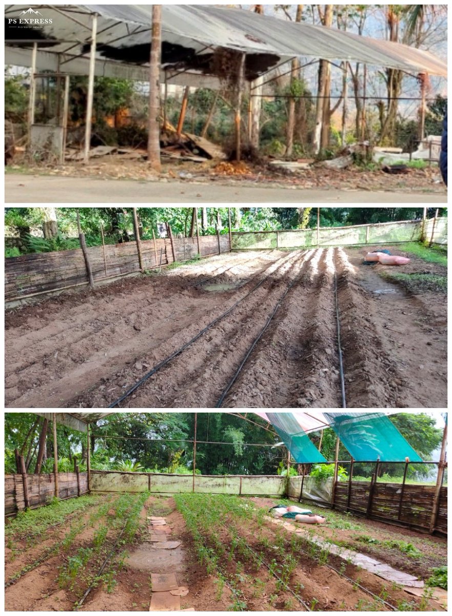Dodoma_Chglng20's tweet photo. 1/2020: 6+ years old broken #greenhouse shed in our #garden got a facelift, soil  amended (#organically) and bed prepared. Installed #dripirrigation, planted #potato which are growing beautifully. The third photo is after 20 days after sowing potato. #corona #kitchenngardening. https://t.co/8UmTacLHkY