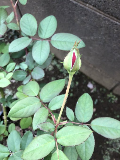 つるバラのtwitterイラスト検索結果