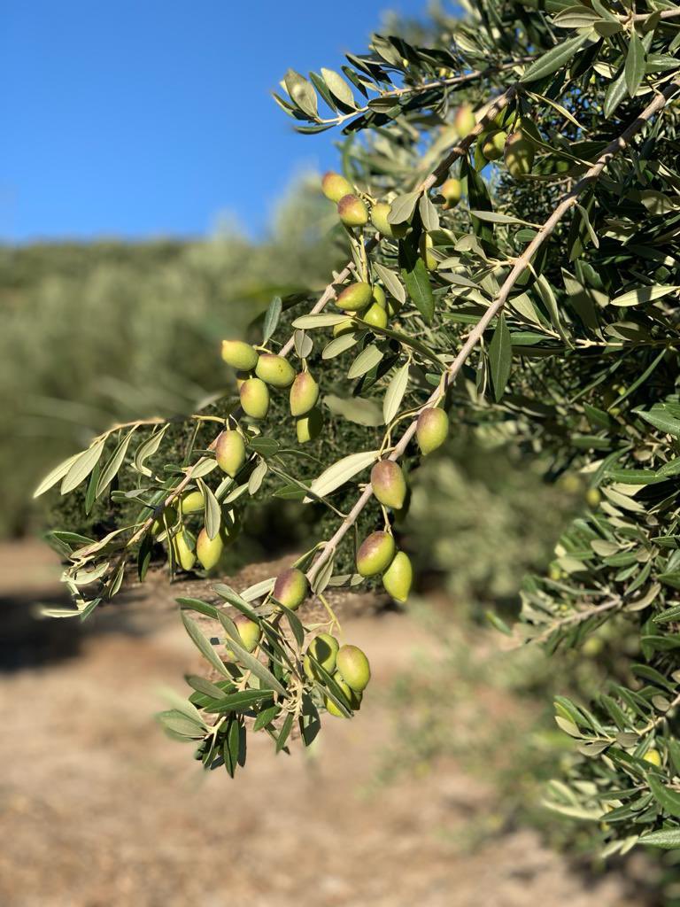 Ya estamos cogiendo el aceite fresco ¿quieres probarlo?

¡Puede realizar su pedido por teléfono o por nuestra página web!

Contacta con nosotros ⤵️

☎️ 957 671 313
📱 656 489 109
📧 info@aceitesdobaena.com
🌐 aceitesdobaena.com