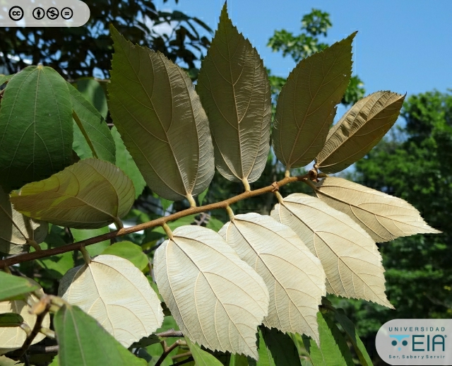 arbolespe's tweet photo. #Guacimo blanco (Luehea sp) F Malvaceae
Arbol con tricomas estrellados. Hojas elípticas oblongas, margen dentado, flores solitarias brácteas caducas, flores 5-meras; sépalos libres. Fruto en cápsula loculicida leñosa, dehiscencia apical semillas numerosas, aladas en un lado https://t.co/YwlIlXSSfu