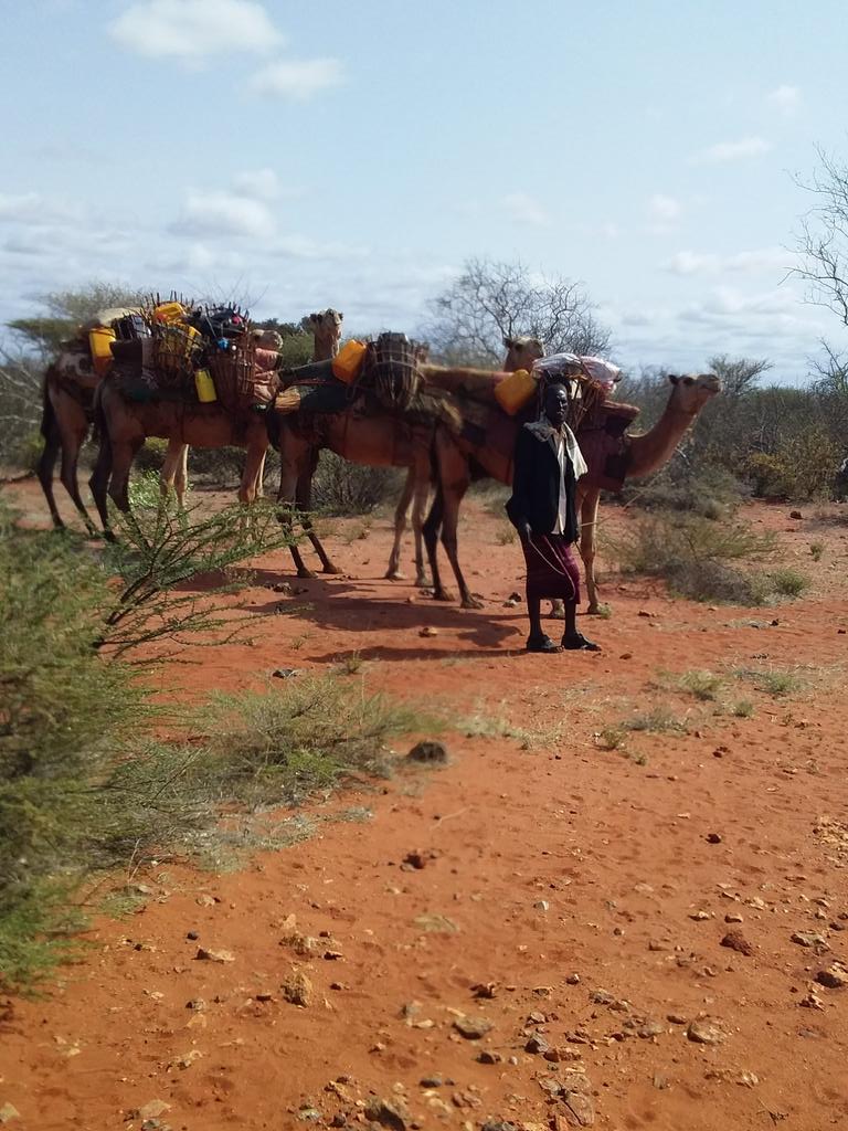 Outskirts of  #Bookh district. When camels are loaded like that is called " #Dhaan". Either dhaan is going to fetch a water  from the source or it already fecthed and heading back home. As you can see camels are frightened because the engine of the vehicle.
