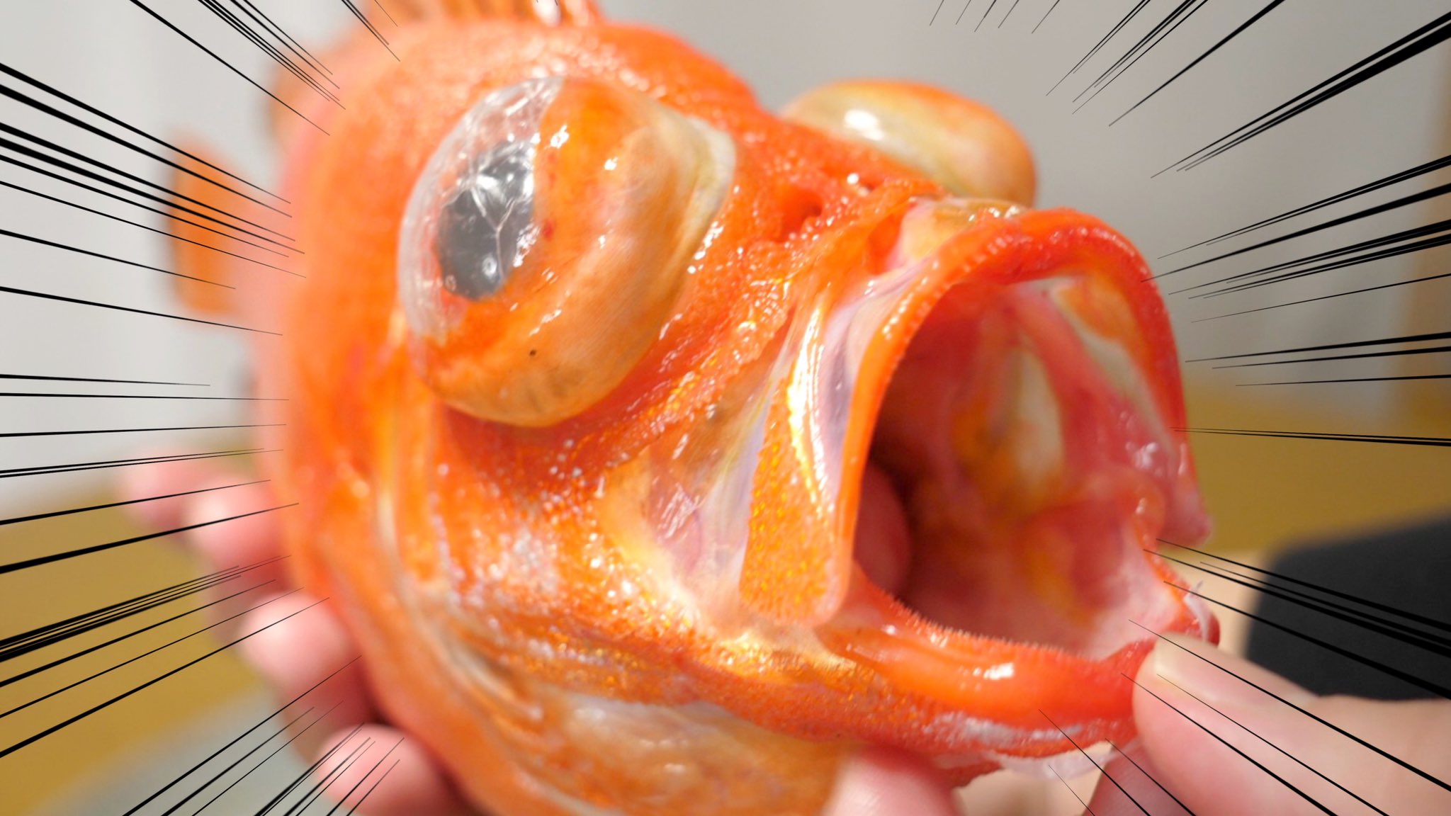 かねこ きまぐれクック く まだい 魚のプロが めずらしいくてめちゃうまい と絶賛する 謎のデメキンを持ってきたのでさばいたら T Co L7k2mv3bnv T Co Arynpp0akb Twitter