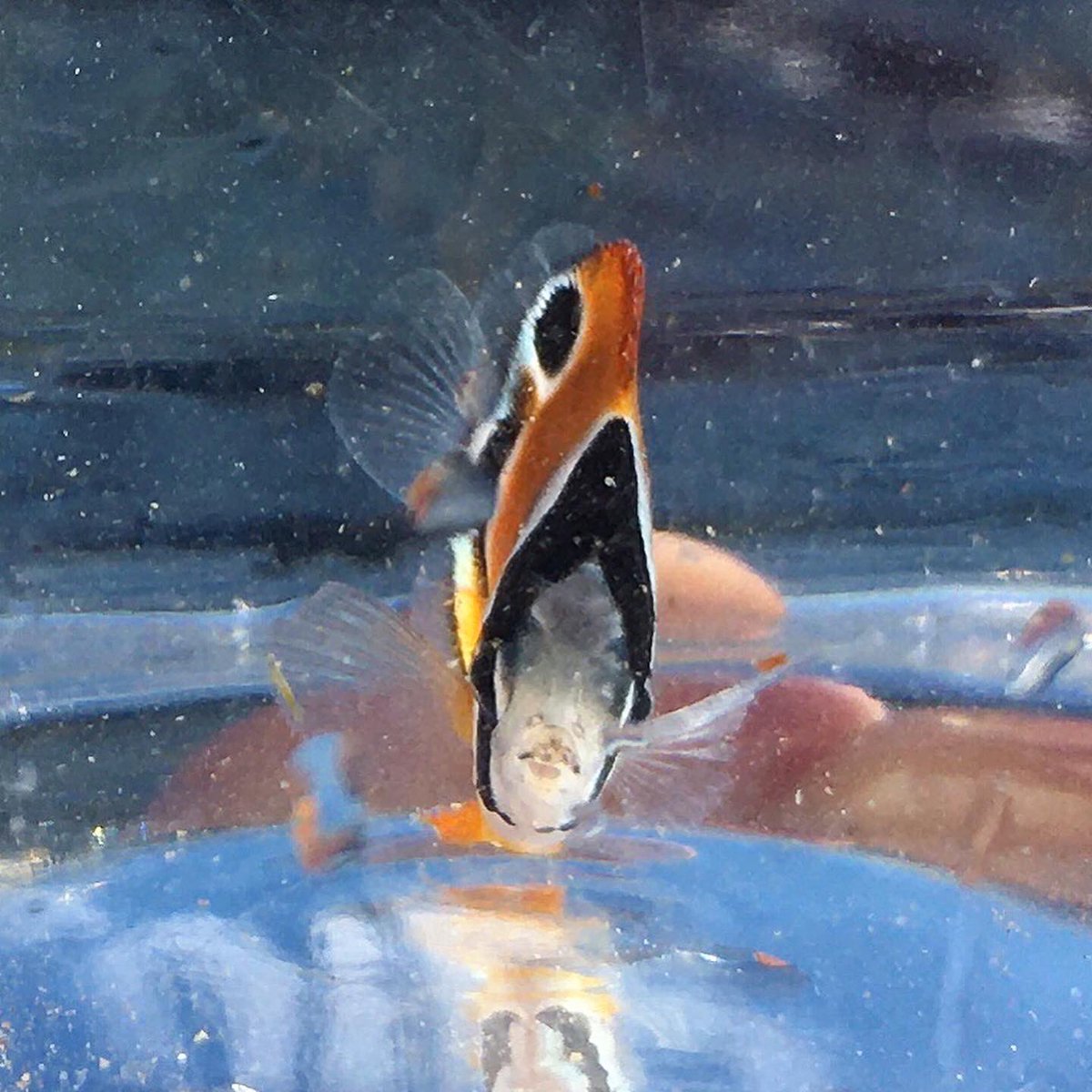 アニーダス tweet media