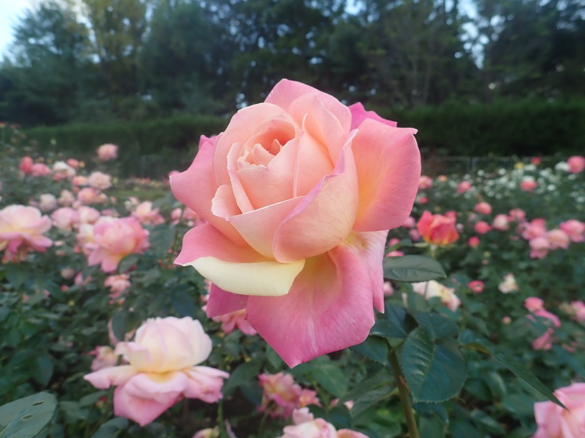 神代植物公園 ニュース على تويتر スタッフより 園芸係 ばら園では バラが見ごろを迎えています ハイブリッドティー Ht フロリバンダ F ともに今が見ごろ 写真は Mr ローズと呼ばれたバラの育種家鈴木省三が作出した名花 栄光 左 そして