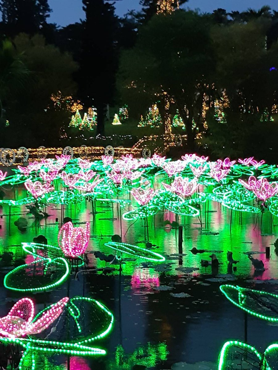 東南植物楽園 イルミネーション ひかりの散歩道 まで残り6日となりました また昨日の写真になりますが こちらはバオバブの木周辺とハス池でございます 東南植物楽園 イルミネーション 東南植物楽園 イルミネーション ひかりの散歩道 まで残り6日となりました また昨日の写真になりますが こちらはバオバブの木周辺とハス池でございます 東南植物楽園 イルミネーション