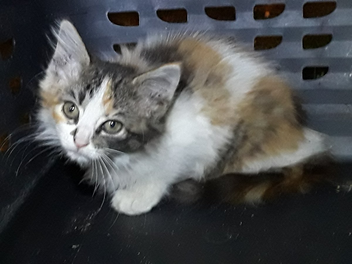 AreciboCats's tweet photo. This is little Elara, named after one of Jupiter's moons. She was found by an Observatory staff and already visited the vet for vaccines, but still too tiny to get spayed. We might have found a forever home for her! :) https://t.co/7rNleuVGes