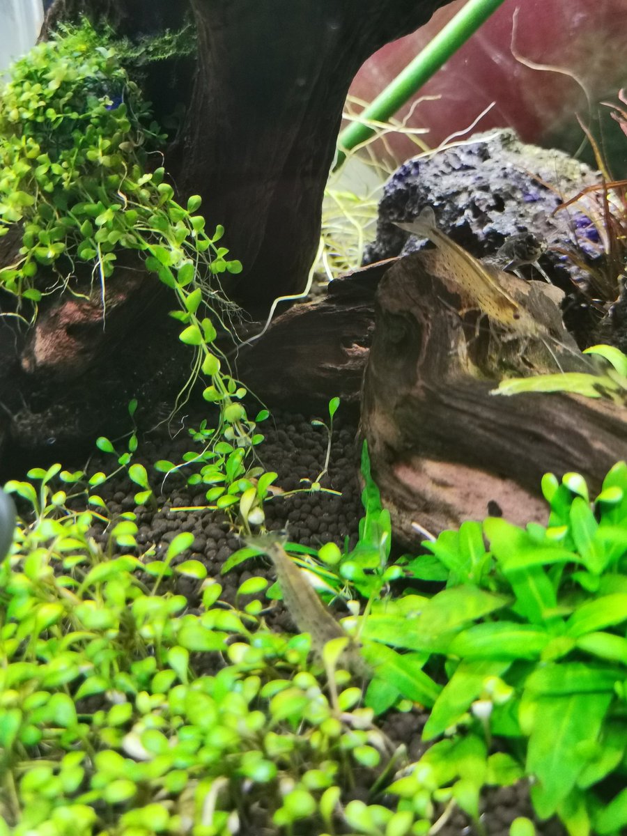 苔コッコ ほーっ サカサナマズ昔飼育してました 残念 苔コッコ ほーっ サカサナマズ昔飼育してました 残念