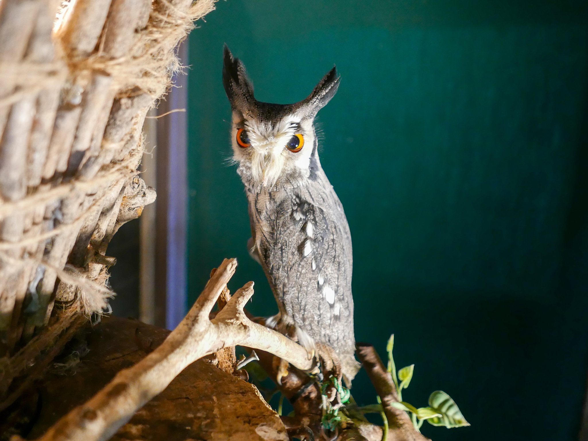 はっちゃん 熱川バナナワニ園さん 伊豆アニマルキングダムさん 伊豆シャボテン動物公園さんに行きました アニキンさんはホワイトタイガーの赤ちゃんが産まれたそうですが 公開はまだでした ２枚目は扉の隙間から犬を見てしまったアフコノさん