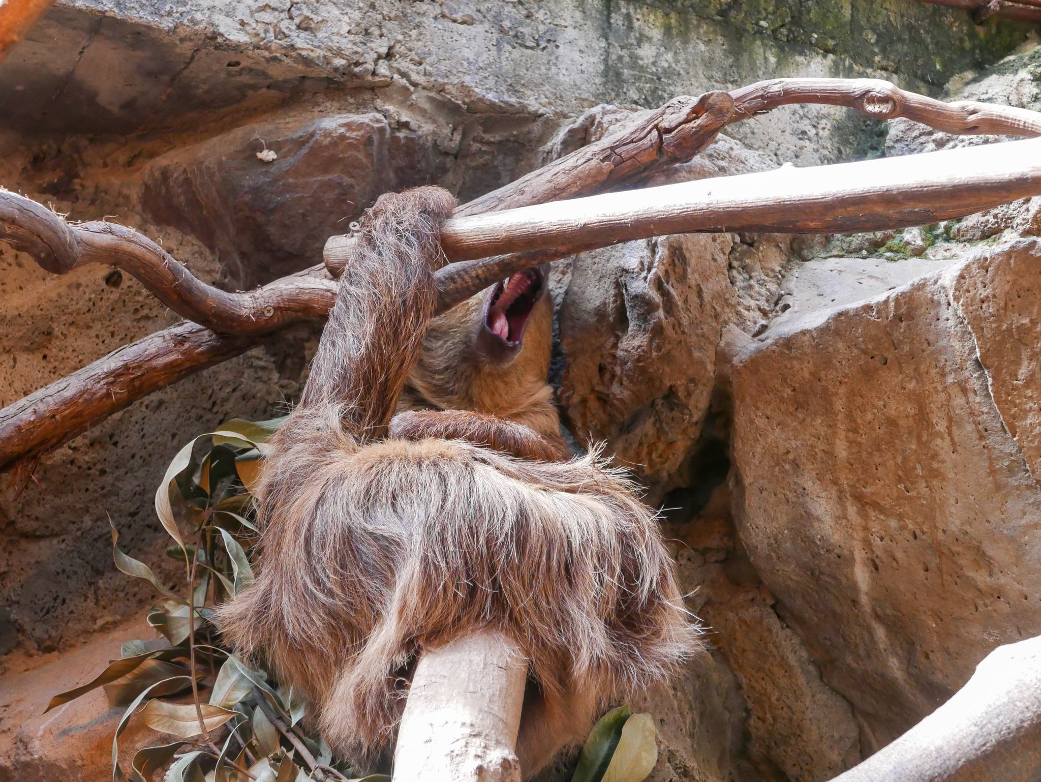はっちゃん 熱川バナナワニ園さん 伊豆アニマルキングダムさん 伊豆シャボテン動物公園さんに行きました アニキンさんはホワイトタイガーの赤ちゃんが産まれたそうですが 公開はまだでした ２枚目は扉の隙間から犬を見てしまったアフコノさん