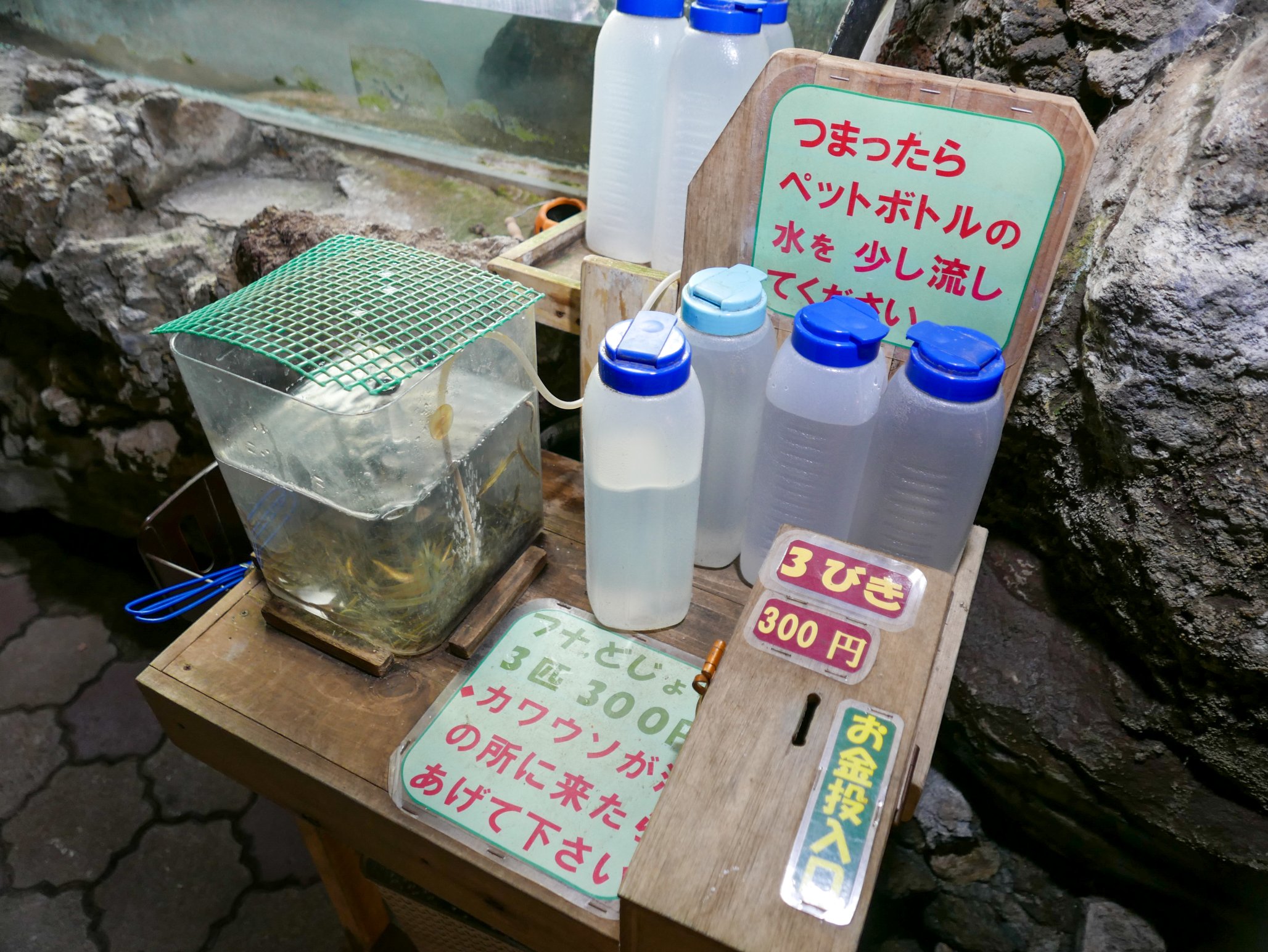 はっちゃん 熱川バナナワニ園さん 伊豆アニマルキングダムさん 伊豆シャボテン動物公園さんに行きました アニキンさんはホワイトタイガーの赤ちゃんが産まれたそうですが 公開はまだでした ２枚目は扉の隙間から犬を見てしまったアフコノさん