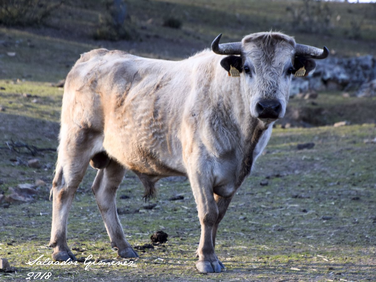 Las desgracias nunca vienen solas. Si no tenemos bastante con el virus y la que está cayendo, se nos ha ido el semental de la rama vazqueña de la casa. Alimaño ya es historia. A esperar que alguno de sus hijos salga bravo en la tienta, porque sino la rama vazqueña desaparecerá.