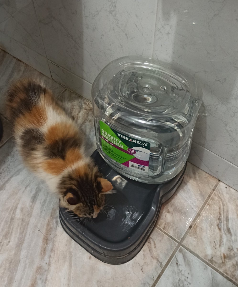 AreciboCats's tweet photo. This is little Elara, named after one of Jupiter's moons. She was found by an Observatory staff and already visited the vet for vaccines, but still too tiny to get spayed. We might have found a forever home for her! :) https://t.co/7rNleuVGes