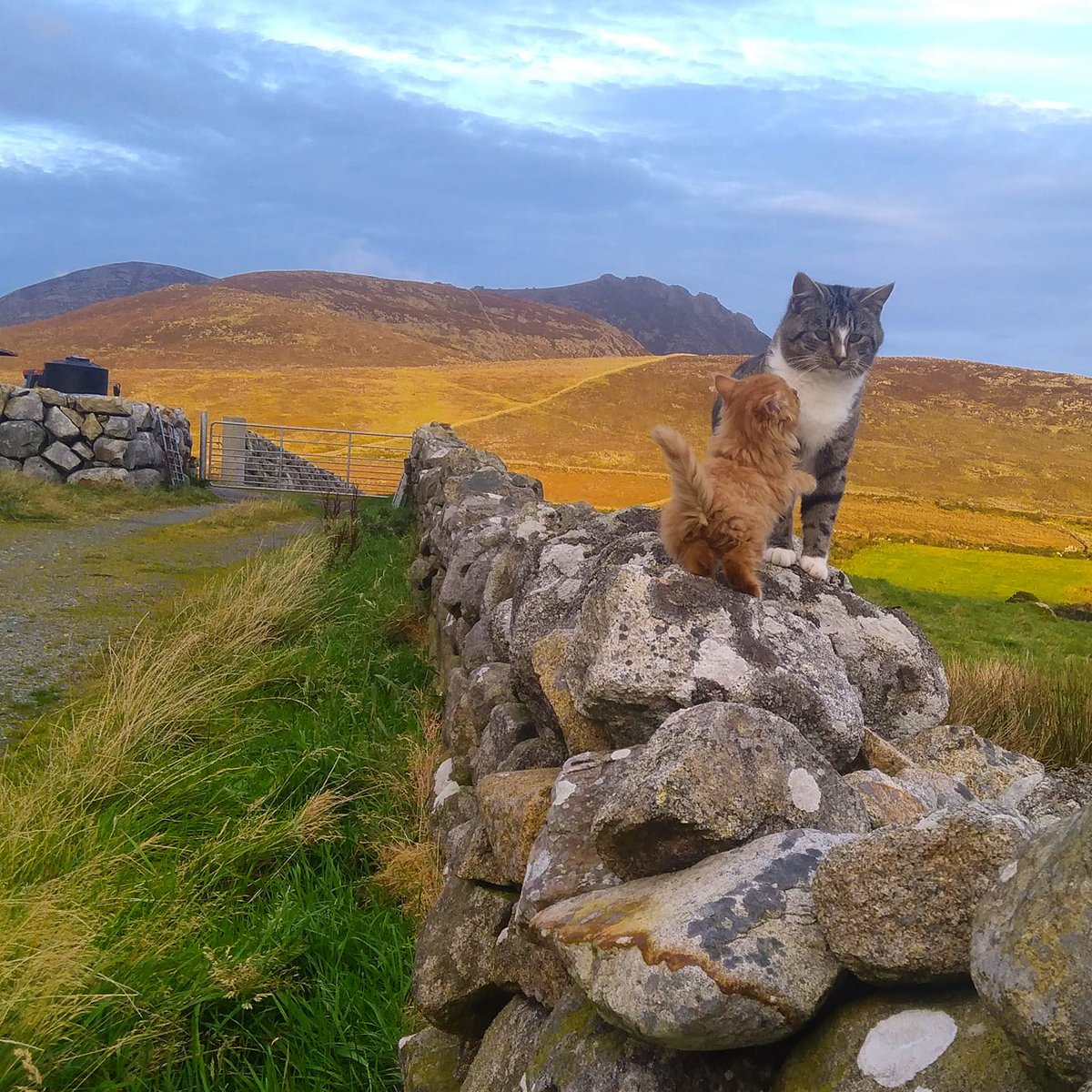 Beautiful Mourne Mountains, Co  #Down, N  #Ireland. Mournes are made up of 12 mountains with 15 peaks & include the famous Mourne wall (keeps sheep & cattle out of reservoir)! Area of Outstanding Natural Beauty. Partly  @NationalTrustNI. ©Daniel Mcevoy (with lovely cats!)  #caturday