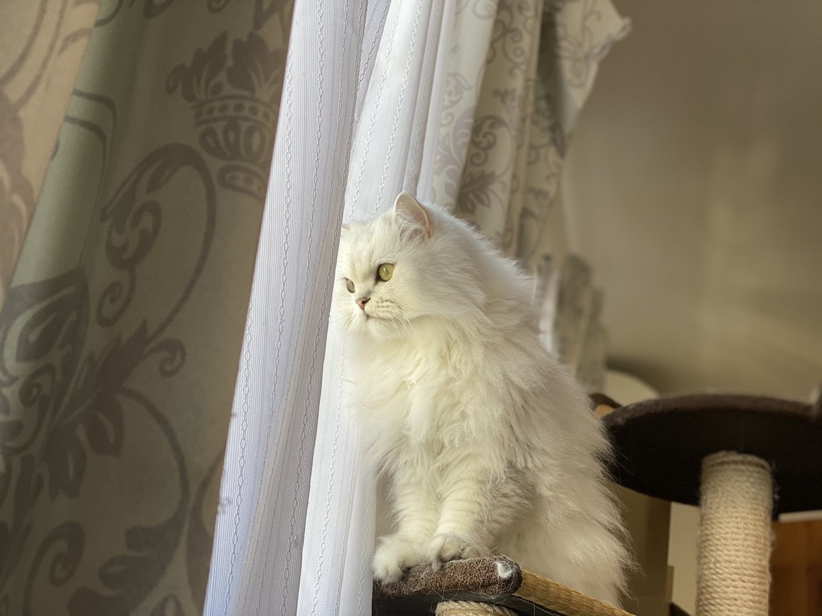 RG3DRMPtWWmPSv0's tweet image. 今日は天気良かったね🌞

#チンチラシルバー　#猫ポトレ　#猫写真　#iPhone11ProMax