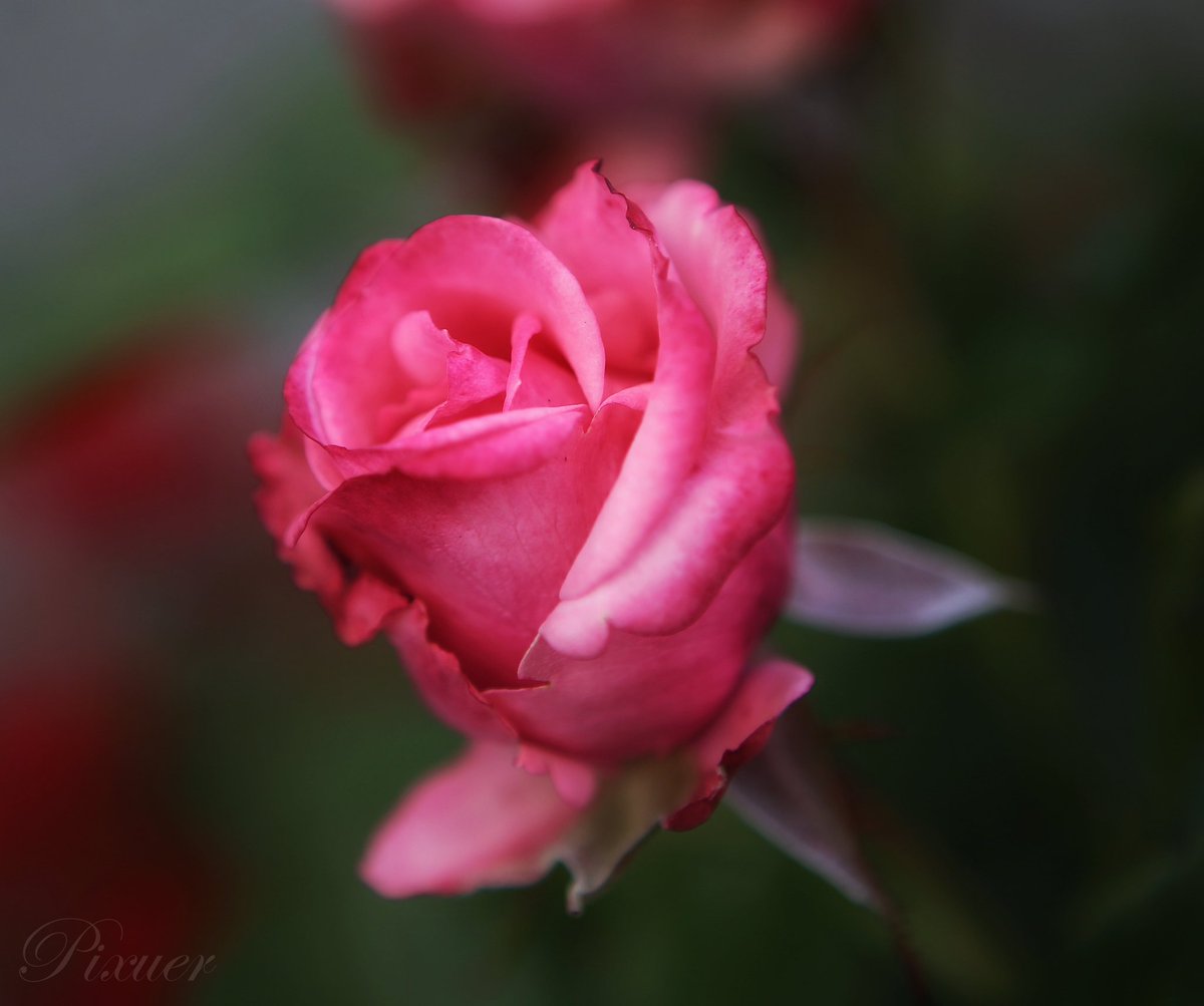 pixuer's tweet photo. Growing as a rose is not easy... It is a lifelong struggle being surrounded by the thorns and yet not getting hurt even in the strongest storms... ❤️❤️❤️ 
.
.
#rose
#roses
#rosesofinstagram
#instarose
#garden
#gardening
#pink
#iloveyou
#lovequotes
#love https://t.co/6m2mb2pGaI