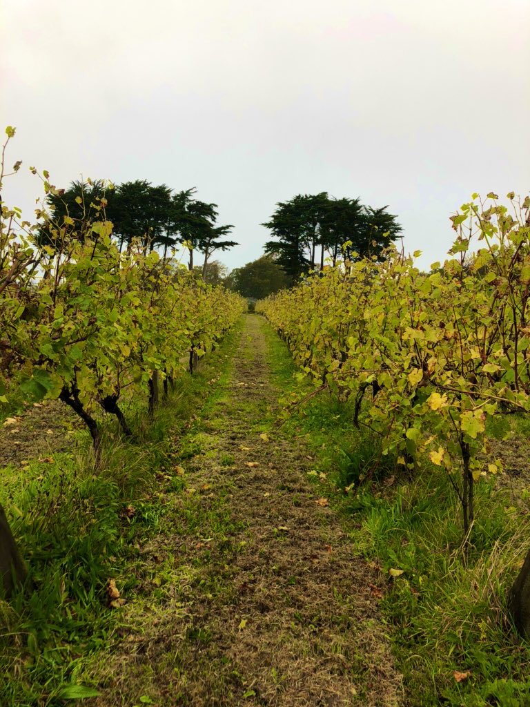 BattyBattsPZ's tweet photo. Walking the route this morning to make sure it’s safe for another day of fully booked @Polgoon tours and tastings!😎💪🍾#Penzance #Vineyard #VineyardTours https://t.co/VZDn9QD4K6