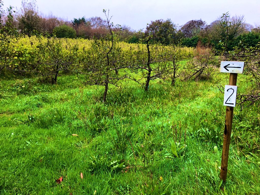 BattyBattsPZ's tweet photo. Walking the route this morning to make sure it’s safe for another day of fully booked @Polgoon tours and tastings!😎💪🍾#Penzance #Vineyard #VineyardTours https://t.co/VZDn9QD4K6