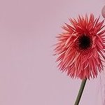 gracefulshere's tweet photo. do ลฟตท ka ⌁
 ( ◜ seulgi ➚ graceful  ₊ ∗94✗ - ! ) https://t.co/XNjpd1UX9u