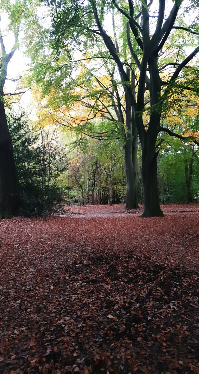 abbiemann1982's tweet photo. Took myself out for a walk on the heath before I begin my assignment. Look at these colours. Autumn is without doubt my favourite season. πππ #teacher5aday #notice #livewelllearnwell https://t.co/w5nePXHFAs