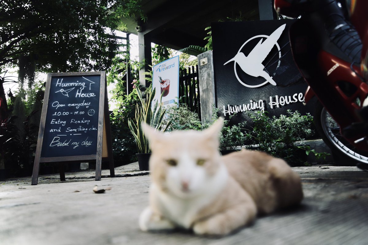 EF_50_14's tweet photo. ถ่ายแมวยังไงให้แมวด่า
#6DII #Tamron #มอนอ #Humming https://t.co/FSfhS21j0p