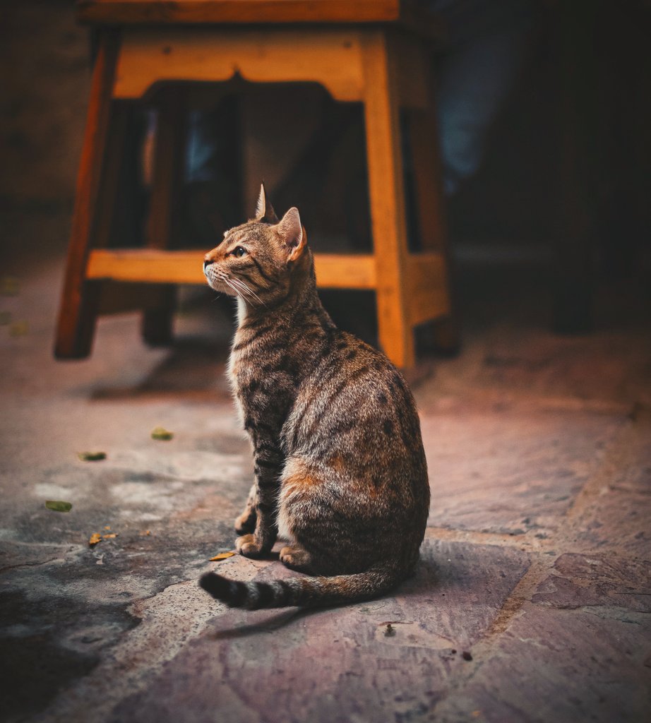 Feline stories...💕 @That_Desi_Girl, she's searching for you! 😁♥️

#catlover #cats #delhi #JugMugThela @Jugmugthela #SaturdayMotivation #SaturdayThoughts