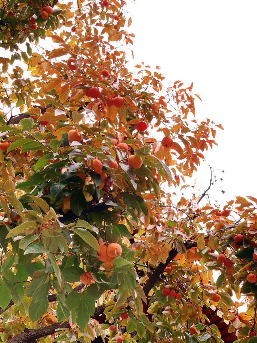 z11 (@zhao11z11) on Twitter photo 