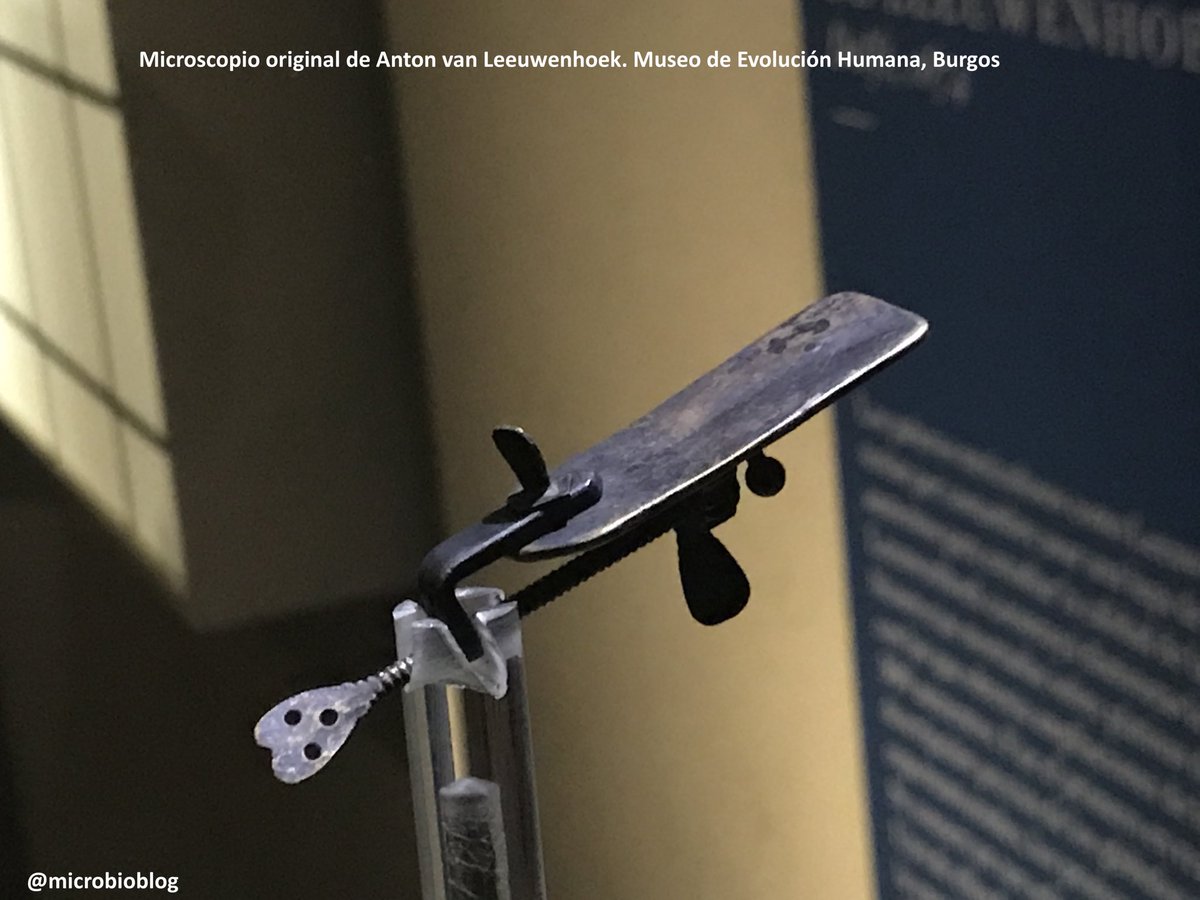 microBIOblog's tweet photo. El 24 de octubre de 1632 nació en Delft A. van Leeuwenhoek, "padre" de la Microbiología, que observó por primera vez los microorganismos a través de un microscopio de su invención, como este 👇🏻 https://t.co/ebLVi1Lrd1