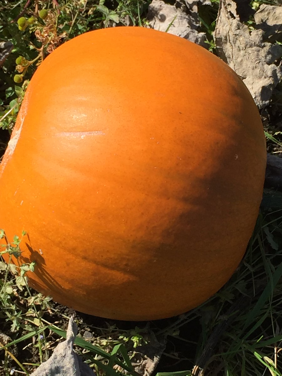 Where is Nature meant to live?🦉🐦🦋🌻🌳🦌🐞 tweet media