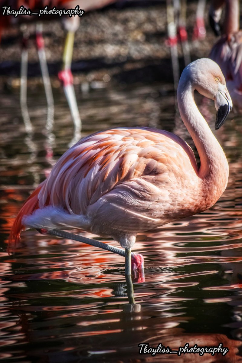 Flamingo Twitter Search - roblox got talent flamingo