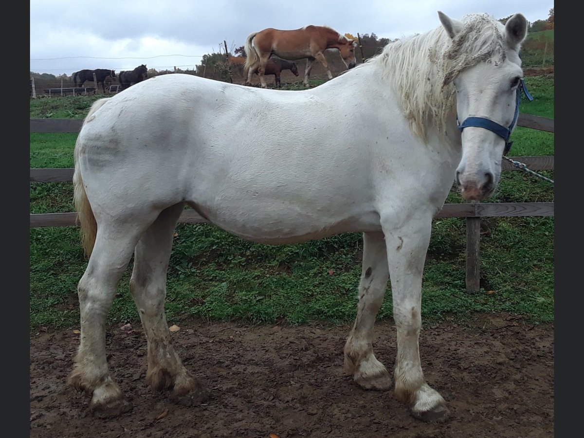 GerdasEquineRes's tweet photo. We recently lost a wonderful woman who helped us in so many ways. Emily Belval, an accomplished equestrian passed at 30 young yrs on 10/17. In lieu of flowers her family asked for donations to GER. This Percheron is a gift to all of us from those who mourn the loss of Emily. https://t.co/MIJ6wd4uJX