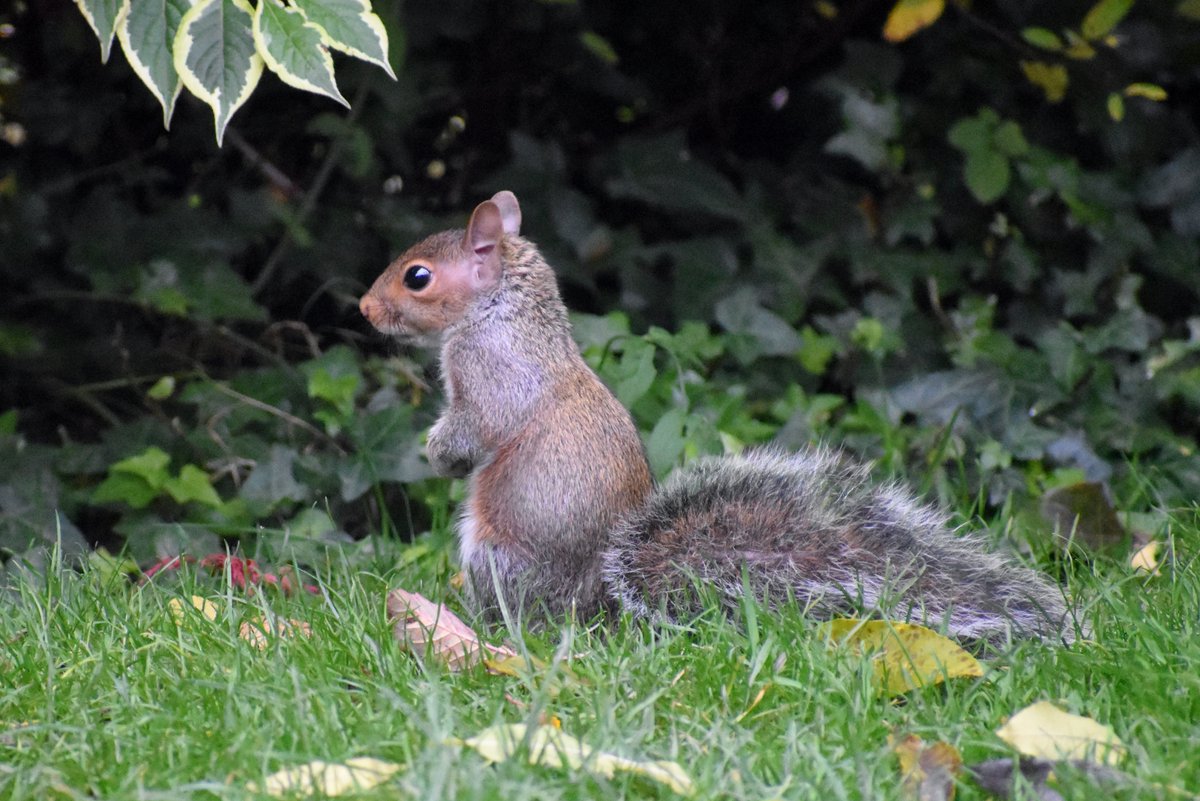 Well so far this morning, I've gotten up and fallen in love with a new squirrel. He's such a little guy, the rat is bigger! Is he a young one does anyone think? He's exploring the garden, wide-eyed and perfect 😍 <a href="/AllumPaul/">Hitchin Squirrel Rescue</a> <a href="/save_the_greys/">Unearthly Grey</a> #greysmatter