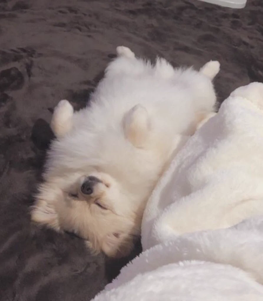 @lolisize うちのスカートも上質なので見てください🐶 