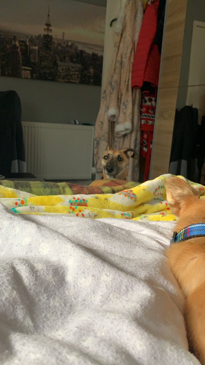 JosieWhippet's tweet image. Yasssssss the auld granny’s making a poat of lentil soup. @emzocball maw don’t forget the loaf. @JaneyGodley #whippetlife #DogsofTwittter  #winteriscoming