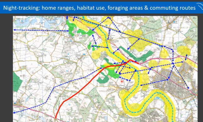 _BCT_'s tweet photo. Barbastelle commuting routes and roosts have been mapped along with where the road is planned for. Very difficult to mitigate for the potential impact it will have @LottyPackman @WildWingsEcol #EastBatConf https://t.co/nAwe5und5H