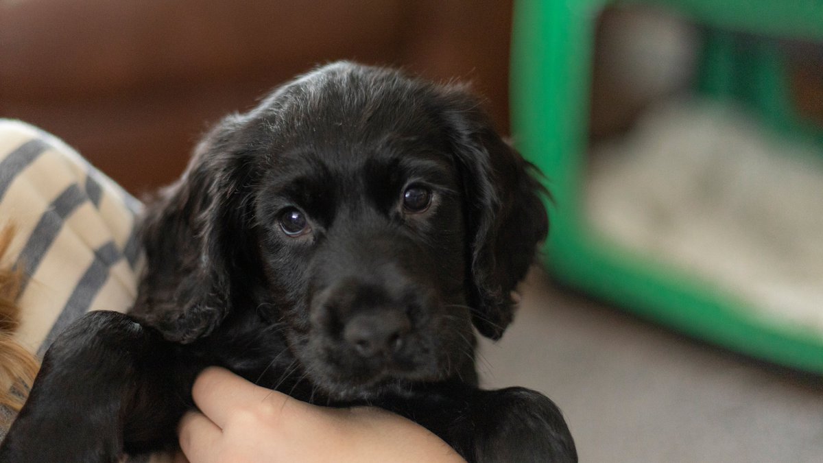 Diablo_Siamese's tweet photo. Hello #TwitterWorld introducing a new addition to #TeamDiablo meet #DaygenWorkingCockerSpaniel #NewGuy #CanonPhotography #HereToStay @jolenehunter @JoyceMRosenberg #CatsOfTwitter #catsofinstagram https://t.co/zmAfi0bG04